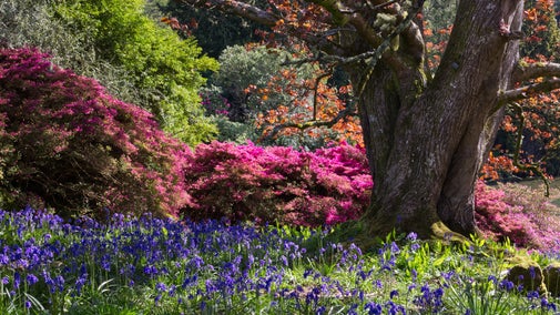 An image of spring flowers in bloom with bluebells and pink azaleas